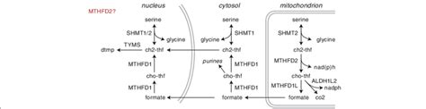 Schematic diagram of enzymes, metabolites, and compartmentalization of... | Download Scientific ...