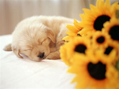 cute puppys | So cute - Puppies Wallpaper (14749024) - Fanpop fanclubs Sf Wallpaper, Cute Puppy ...