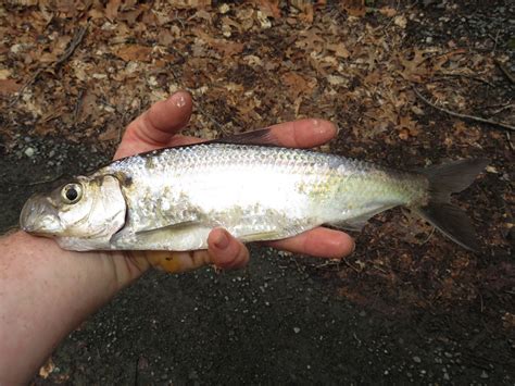 Maryland Biodiversity Project - Blueback Herring (Alosa aestivalis)