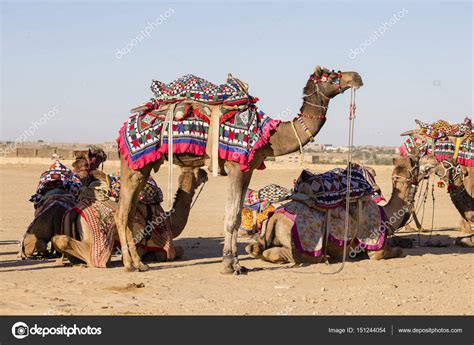 Decorated camel at Desert Festival in Jaisalmer, Rajasthan, India ...