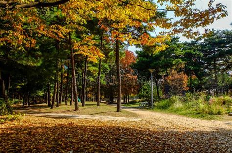 Autumn in Seoul Forest Park Stock Image - Image of orange, bright: 196920117