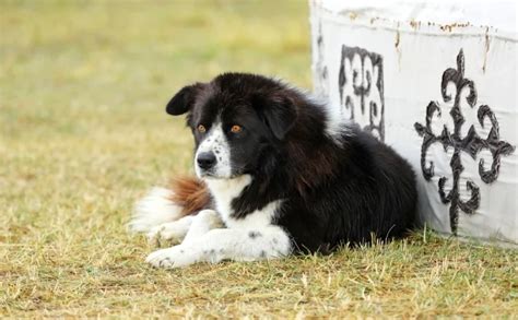 Native Mongolian Dog Breeds | All dogs of Mongolian | Dog breeds originating in Mongolian