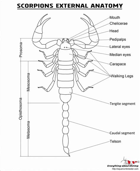 Scorpions External Anatomy - Shrimp and Snail Breeder