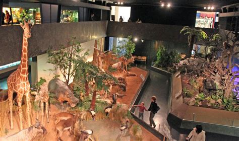 Visit the Free Natural History Museum in Geneva, Switzerland - Lake ...