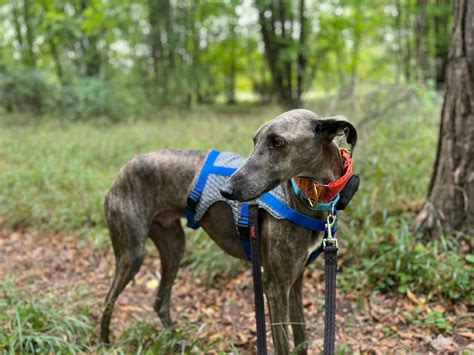 Epi - Project Galgo Adoption & Fostering