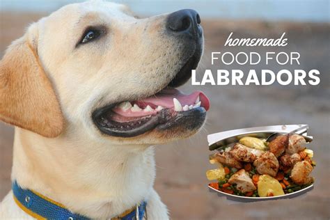 The Ultimate Labrador Retriever Homemade Food Guide - Canine Bible