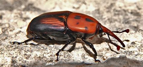 Red Palm Weevil (Rhynchophorus ferrugineus) © | Red Palm Wee… | Flickr