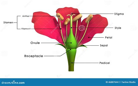 Partes de una flor stock de ilustración. Ilustración de estilo - 46887644