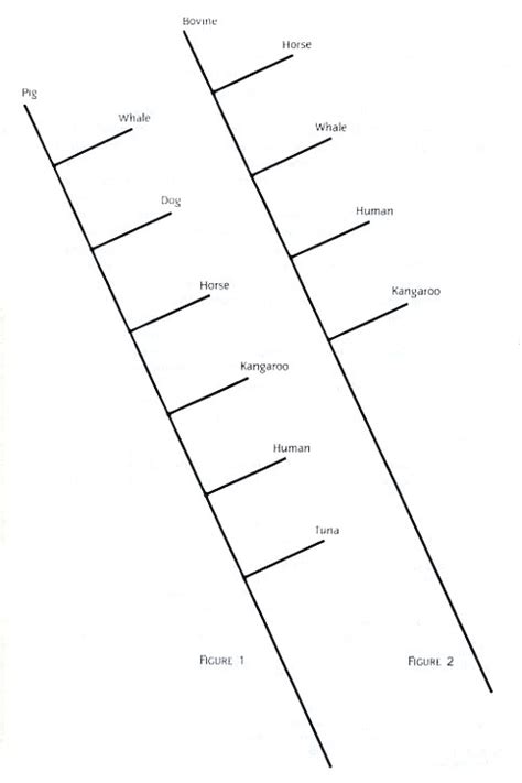 Artiodactyla Characteristics