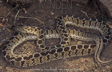 Minden Pictures - Egg-eating snake (Dasypeltis scabra) Limpopo, South ...