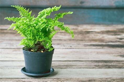 How to Grow Maidenhair Fern | Yates Australia