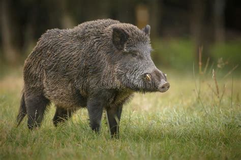 Big male boar. A large male wild boar in long grass , #affiliate, #boar, #male, #Big, #large, # ...