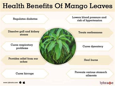 Mango Leaves Benefits And Its Side Effects | Lybrate