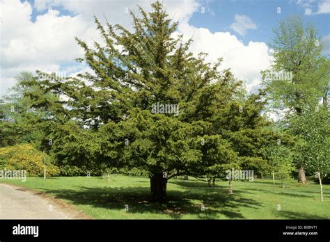 Common Yew, English Yew (Taxus baccata), tree in park Stock Photo - Alamy