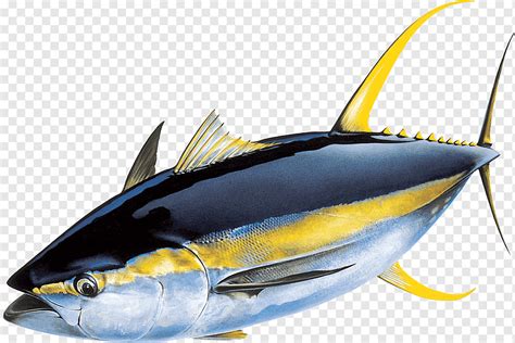 Tuna illustration, Yellowfin tuna Atlantic bluefin tuna Skipjack tuna ...