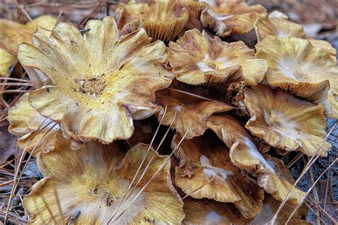 Ringless Honey Mushroom Photograph by Fon Denton - Fine Art America