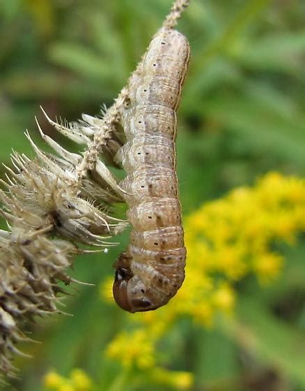 owlet moth caterpillar species? - BugGuide.Net