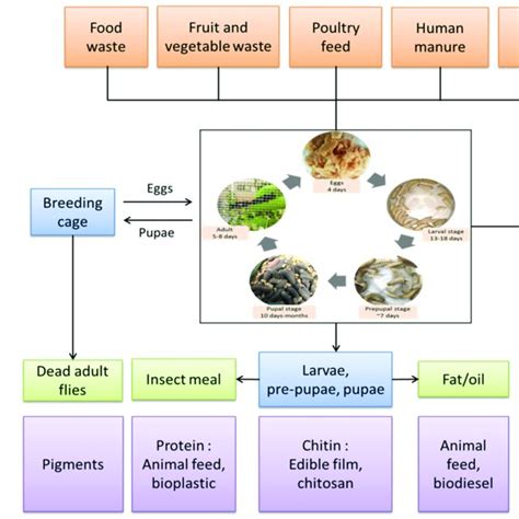 The life cycle of the black soldier fly, Hermetia illucens. | Download Scientific Diagram
