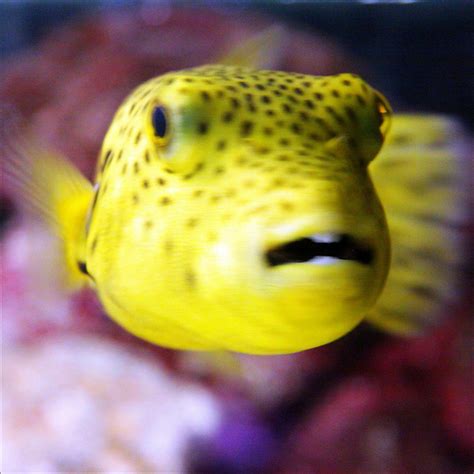 Facts about Amazing Puffer Fish - A Marine Wonder | HubPages