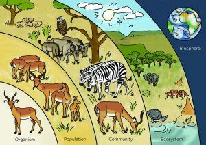 Energy Flow through Ecosystems – Environmental Science