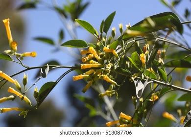 155 Nicotiana Glauca Images, Stock Photos & Vectors | Shutterstock