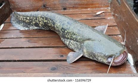 97 Amur Catfish Images, Stock Photos & Vectors | Shutterstock