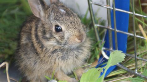 Caring for Abandoned Wild Baby Bunnies - My Wildlife Rescue