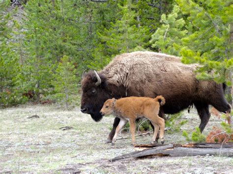 Grizzly Country Wildlife Adventures Jackson Wyoming, Yellowstone, Grand ...