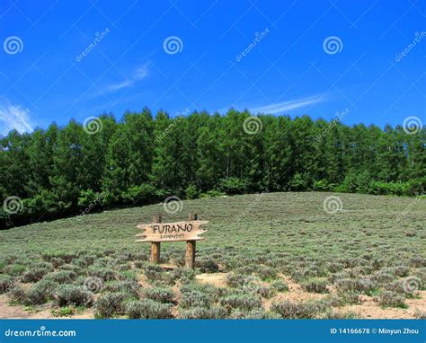 Lavender Fields Royalty Free Stock Photos - Image: 14166678