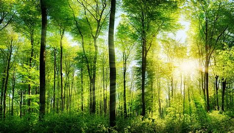 Online crop | HD wallpaper: green leafed trees, greens, forest, summer ...