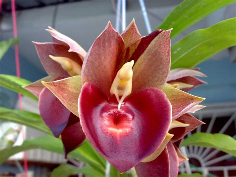 catasetum-ian