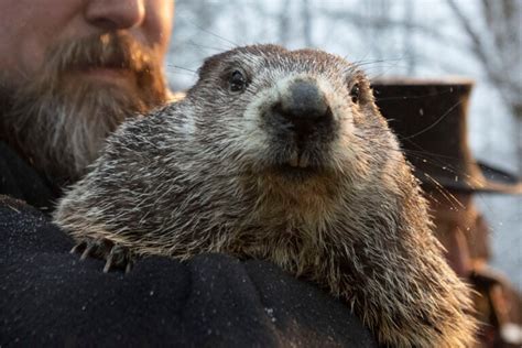 Groundhog Day 2023: Punxsutawney Phil sees shadow, makes winter ...