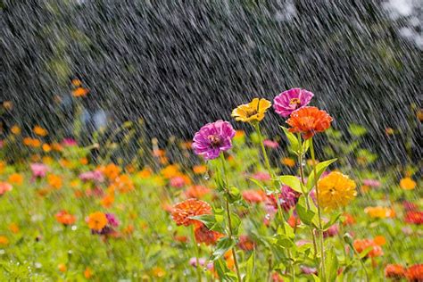 Expert Advice: 9 Tips for Healthy Plants During Monsoon - TimesProperty