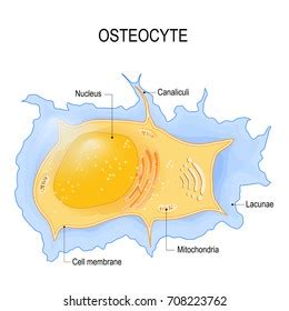 Osteocyte Cell Microscopic