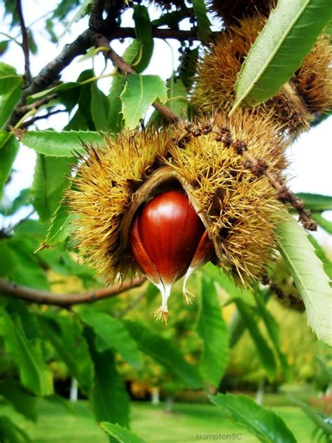 Tiempo de otoño | Arbol de castañas, Vainas de semillas, Semillas