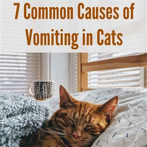 What causes cat vomiting? - DIY Seattle