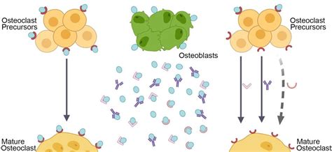 Prolia for osteoporosis – indications, method of use, action and side ...