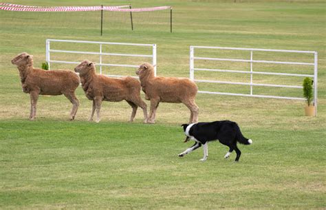 Herding - Happy Dog Institute - Washington Based Puppy and Dog Training