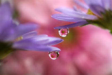 Macro Photography Techniques: Flowers in Water Droplets