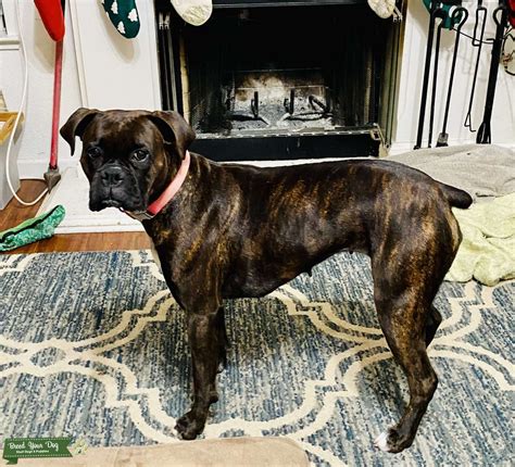 Beautiful Brown Brindle Boxer - Stud Dog in Sacramento , Australia ...