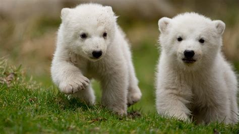 Twin Polar Bear Cubs