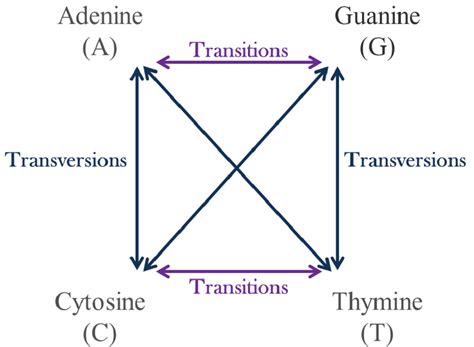 [Solved] In gene mutation, adenine is replaced by guanine, it is: