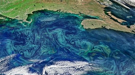 These Phytoplankton Bloom Pics Are Both Stunning and Terrifying