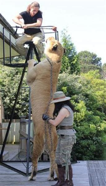 17 Best images about Liger Hercules Pictures and Photos on Pinterest ...