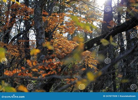 Mount Daisen Daisen-Oki National Park Stock Photo - Image of panorama ...