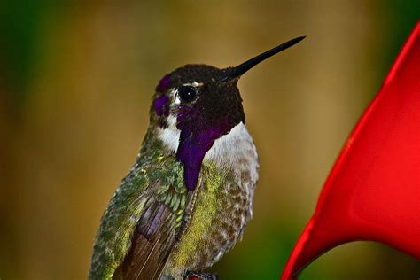 Costa's Hummingbird Photograph by Diana Hatcher - Fine Art America