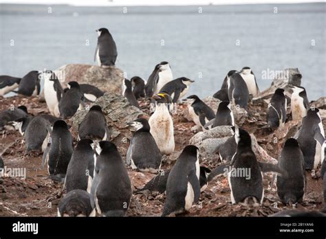 A Macaroni Penguin, Eudyptes chrysolophus amongst a breeding colony of Chinstrap Penguin ...