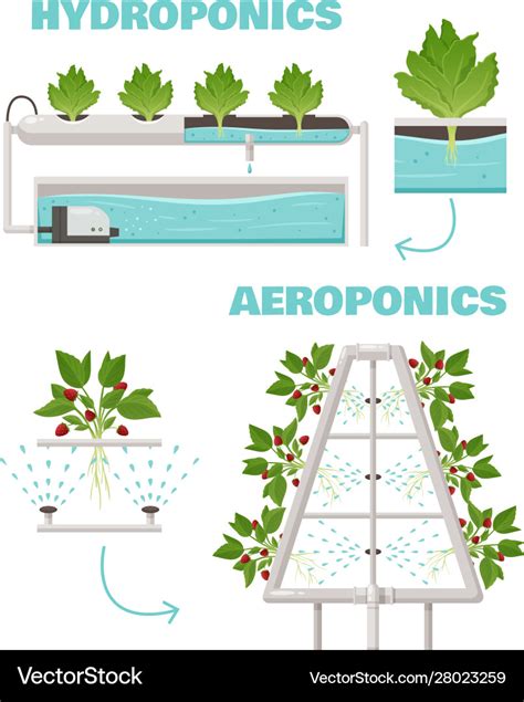 Hydroponics and aeroponics concept Royalty Free Vector Image