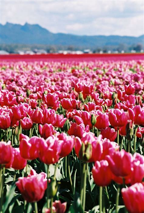 Tulip Festival Free Photo Download | FreeImages