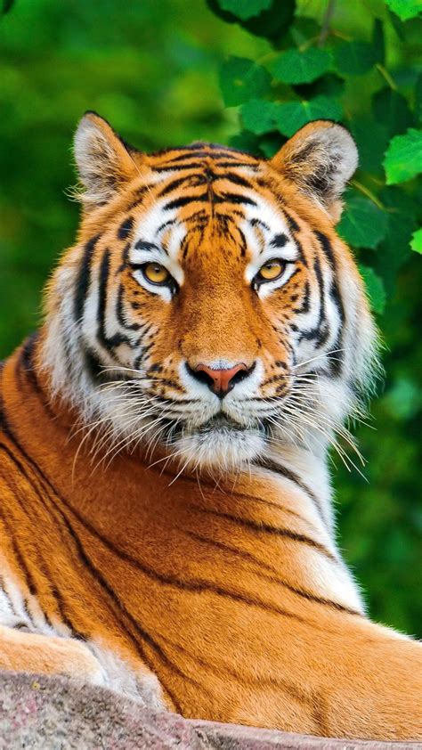 tiger, big cat, carnivore, lie, stone | Animals beautiful, Animals wild ...